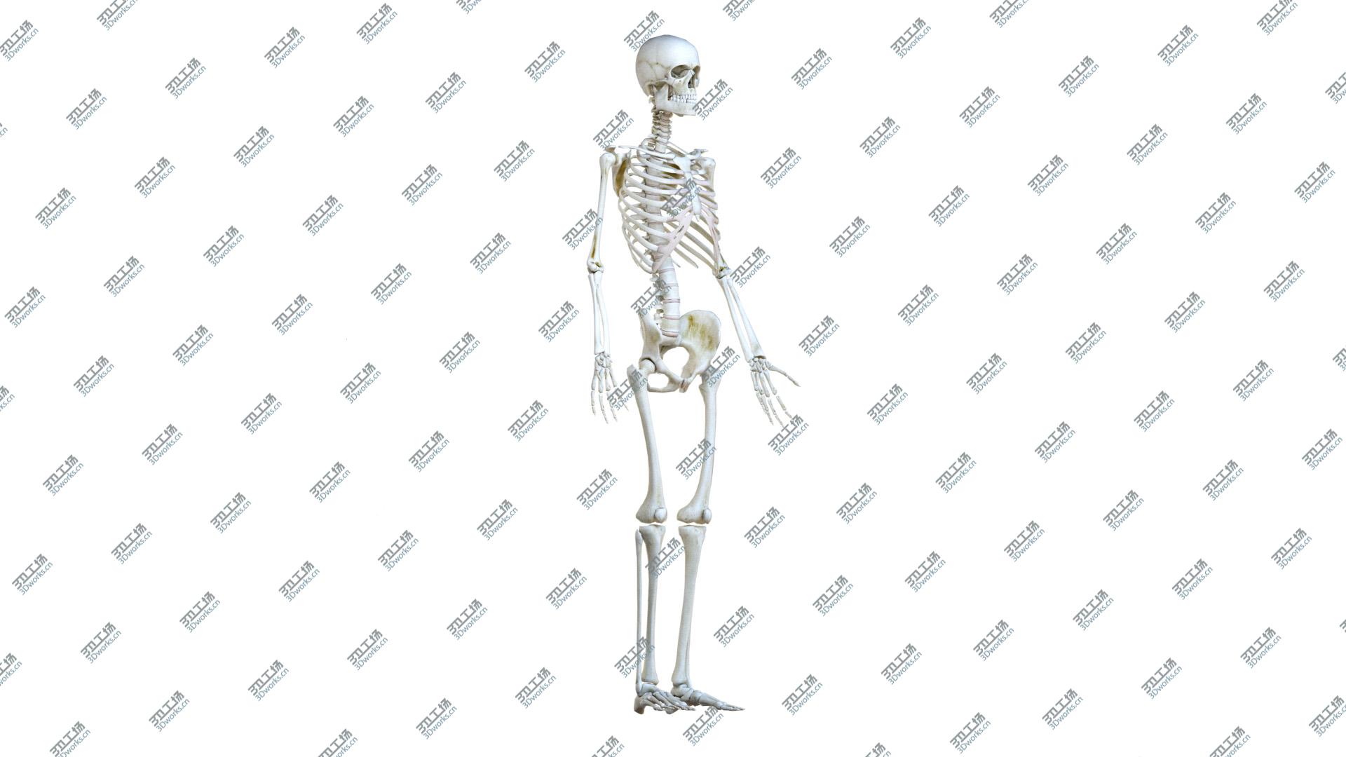 images/goods_img/20210313/3D Male Body, Skeleton and Vascular System (Low Poly)/5.jpg